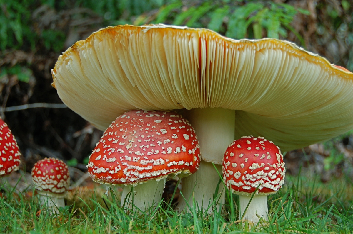 Photo: Amanita muscaria