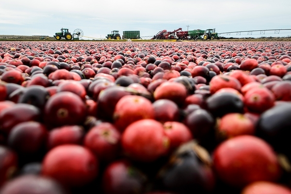 Photo: Farmers harvesting cranberries