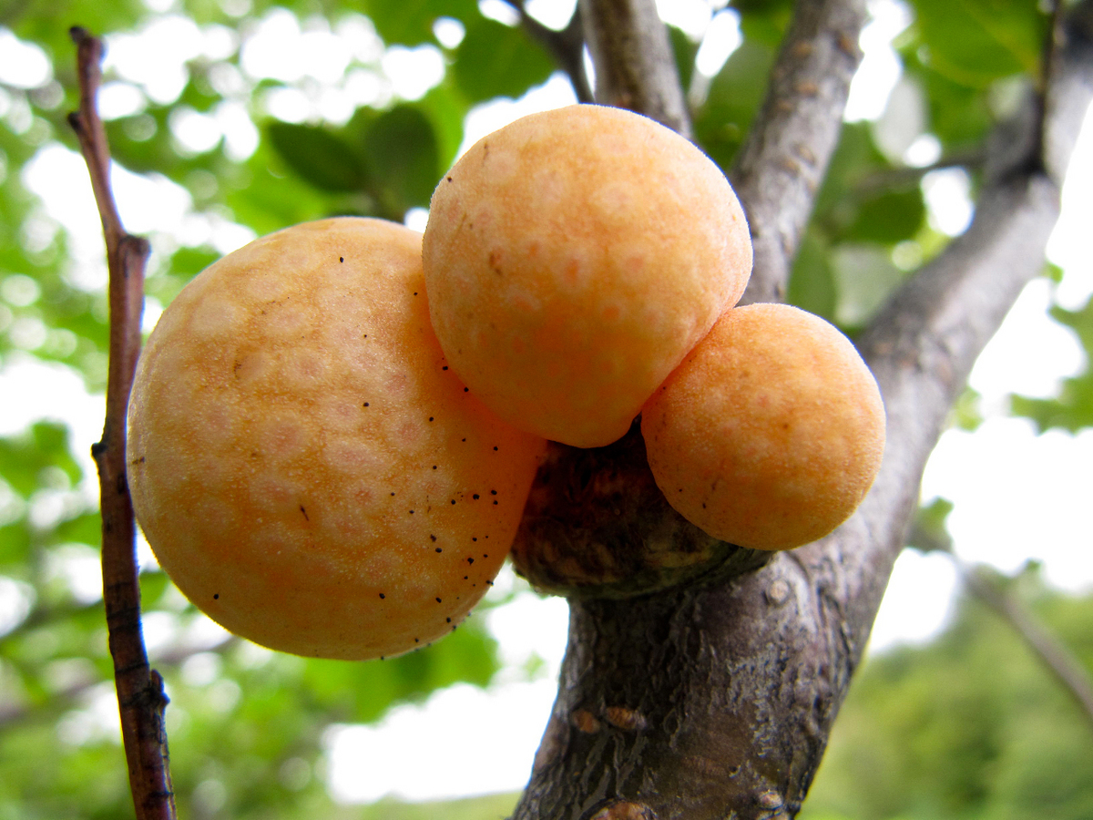 Photo: Galls from beech tree forest