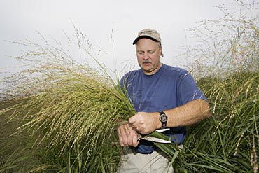 UW plant geneticist Michael Casler stands in a field of Switchgrass.