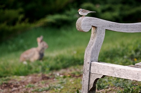 Photo: Animals in Arboretum