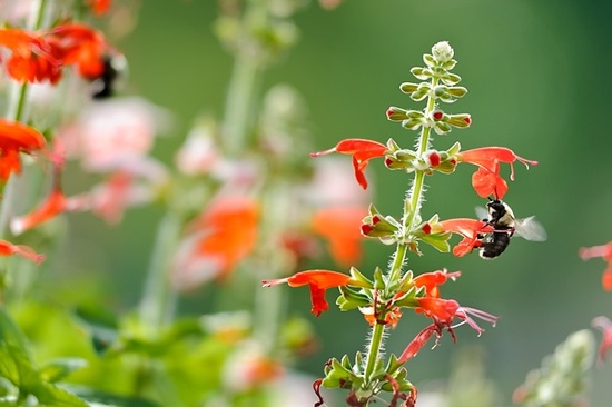 Photo: Bees polinating