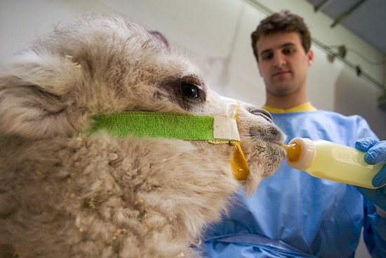 Photo of a veterinary medical student giving a baby camel a bottle.