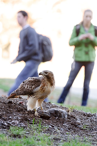 Photo: Hawk and squirrel