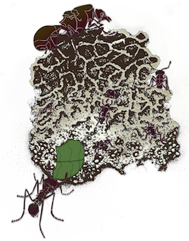 Illustration: Leaf-cutter ants