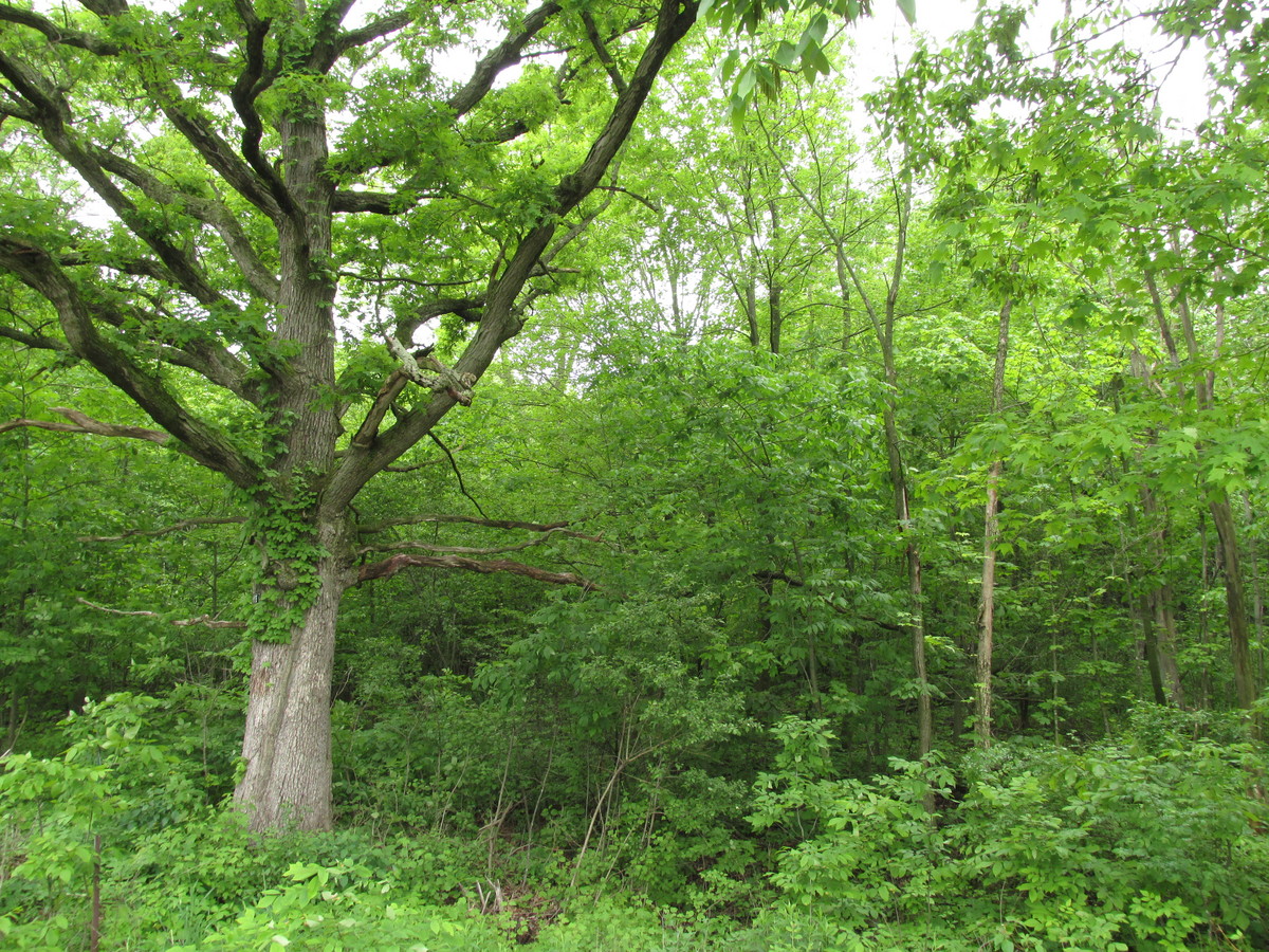 Photo: white oak tree