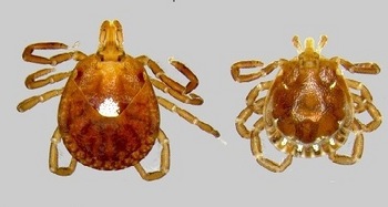 Photo: male and female lone star ticks