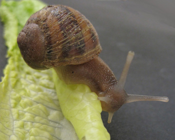 Photo: snail on leaf