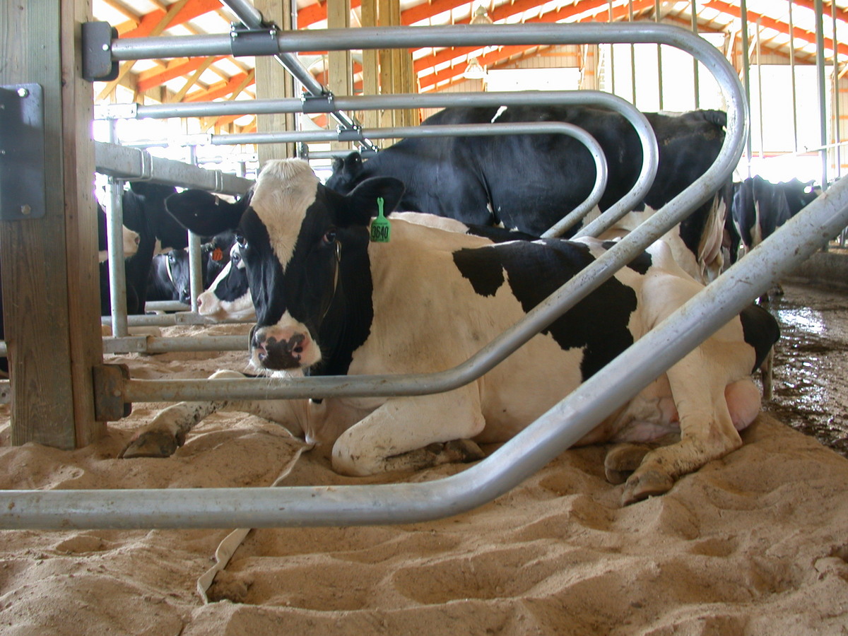 Photo: dairy cow lying on bed of sand