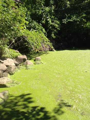 Photo: pond covered with algae