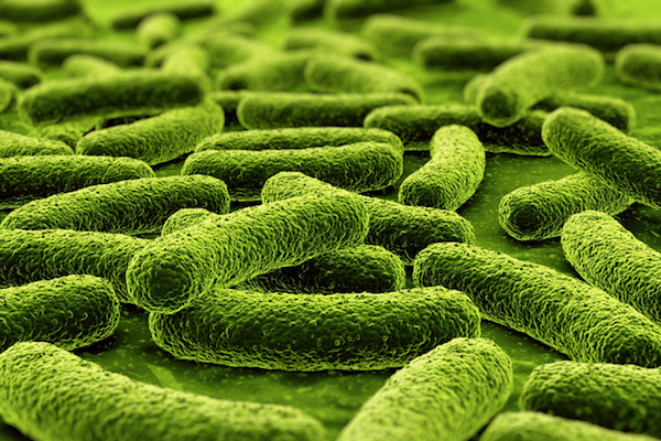 Photo: tuberculosis bacteria