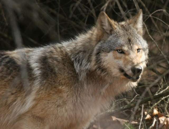 Photo: gray wolf