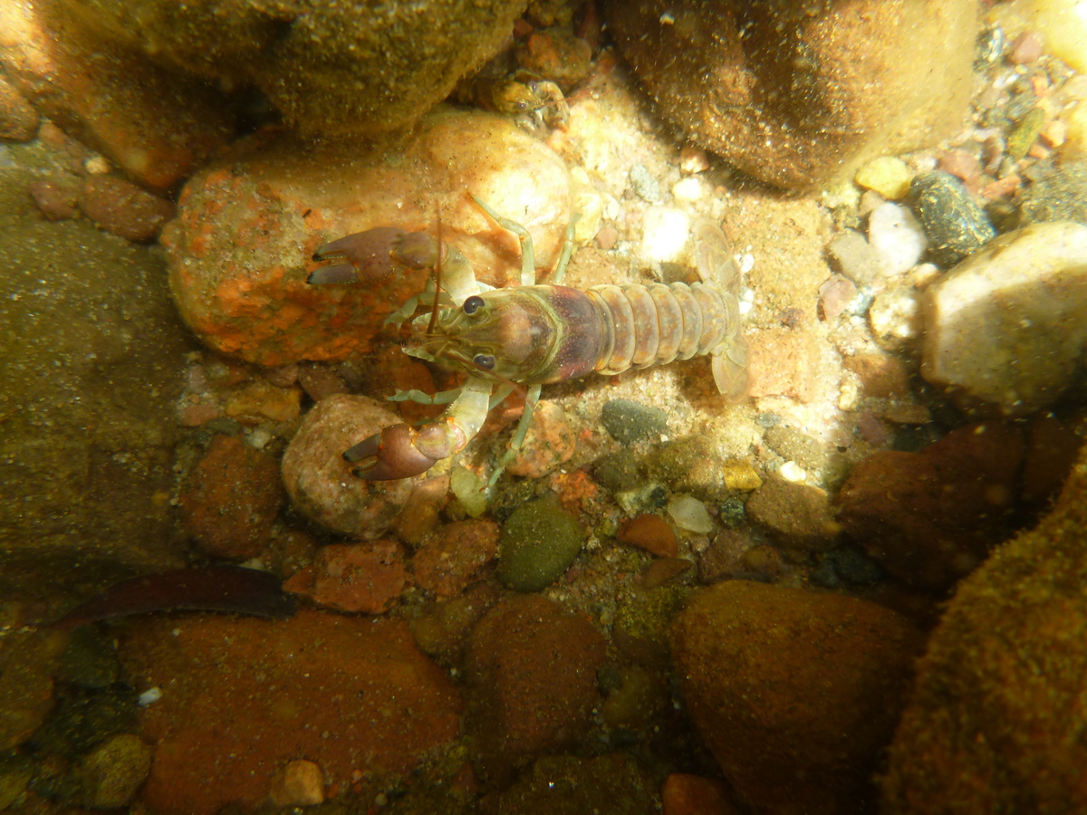 Photo: rusty crayfish