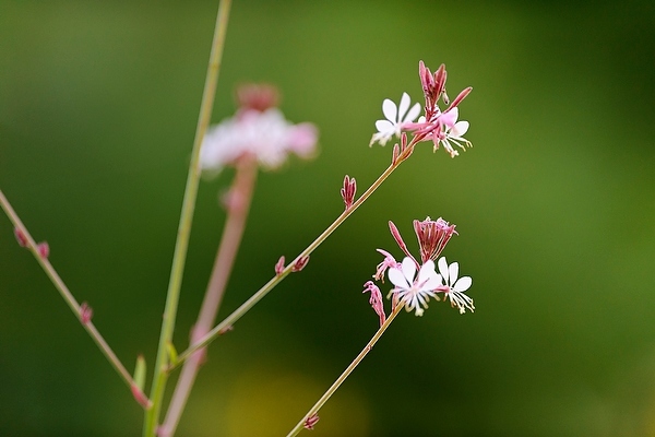 Photo: Guara plant