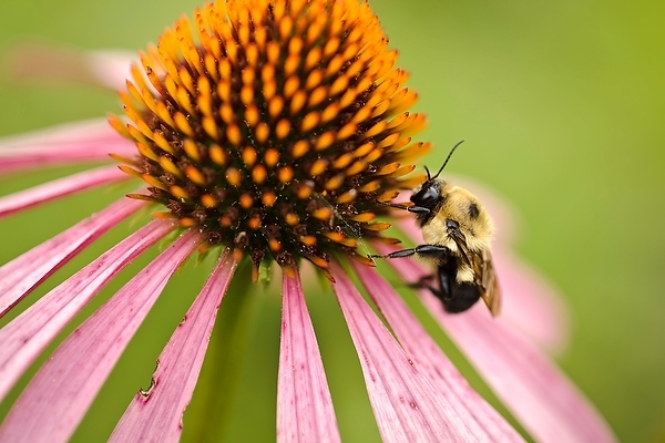 Photo: Bumblebee