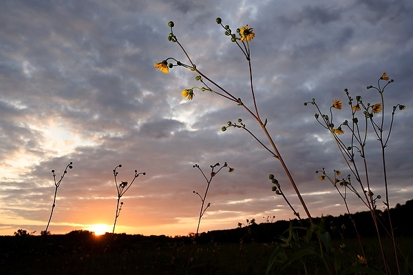 Photo: Prairie dock plants