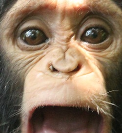 Photo: chimp with tick in nose
