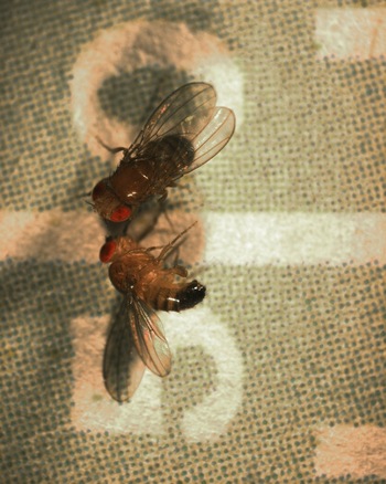 Photo: fruit flies