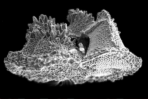 Photo: planktonic foraminifera