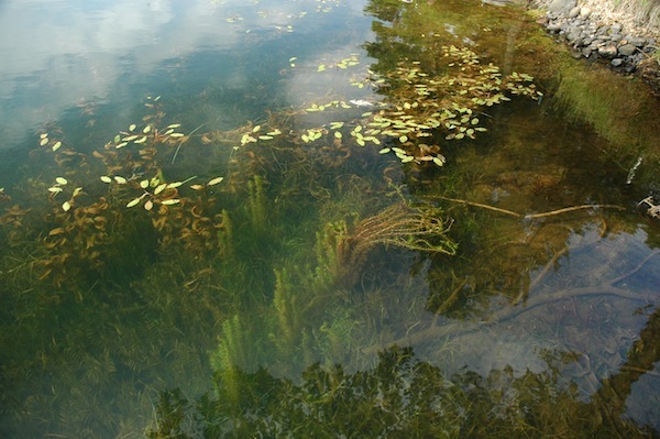 Photo: Eurasian water milfoil