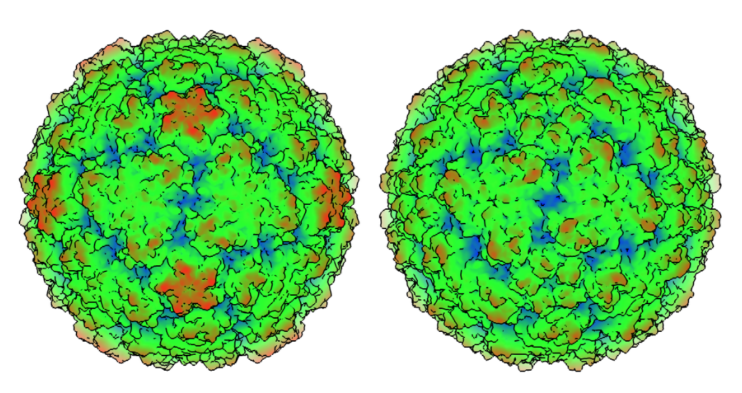Image: model of cold viruses