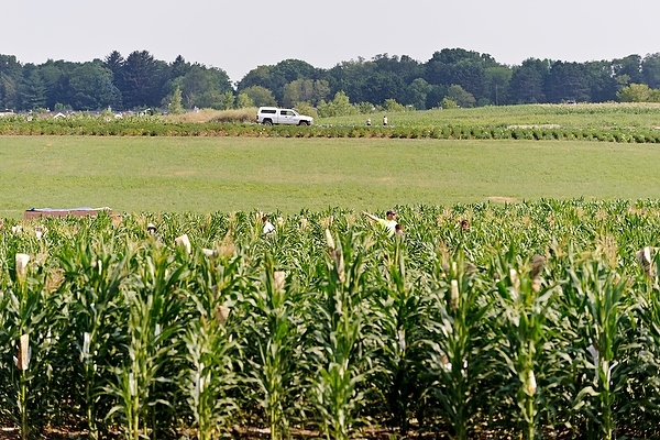 Photo: cornfield