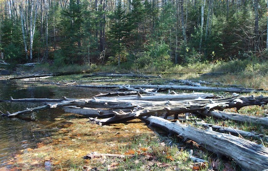 Trees at shorline