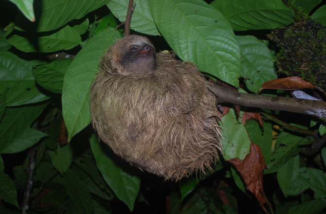 Photo: three-toed sloth in tree
