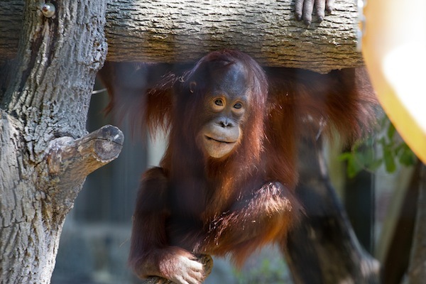 Photo: Mahal the orangutan