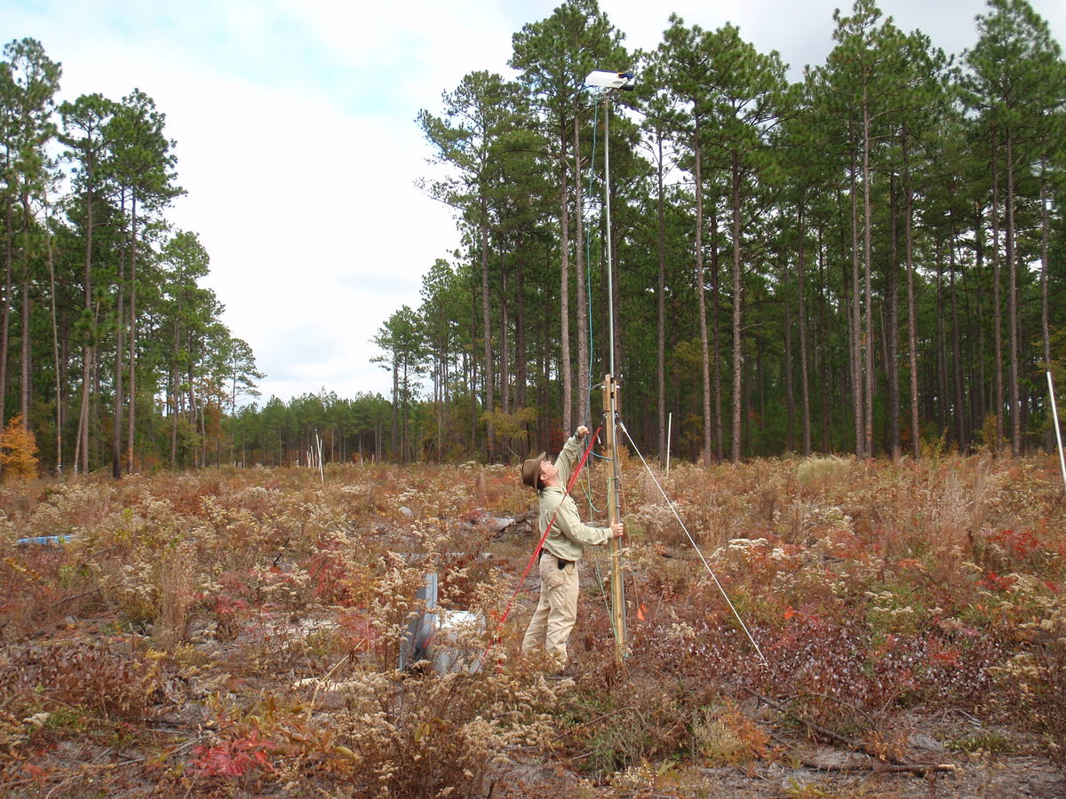 Photo: researcher releasing seeds