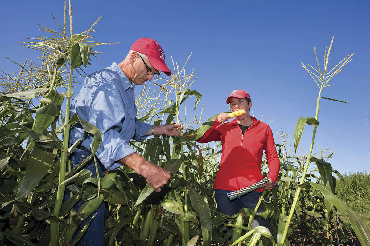 Photo: Professor Bill Tracy and graduate student Adrienne Shelton sample their organic sweet corn 