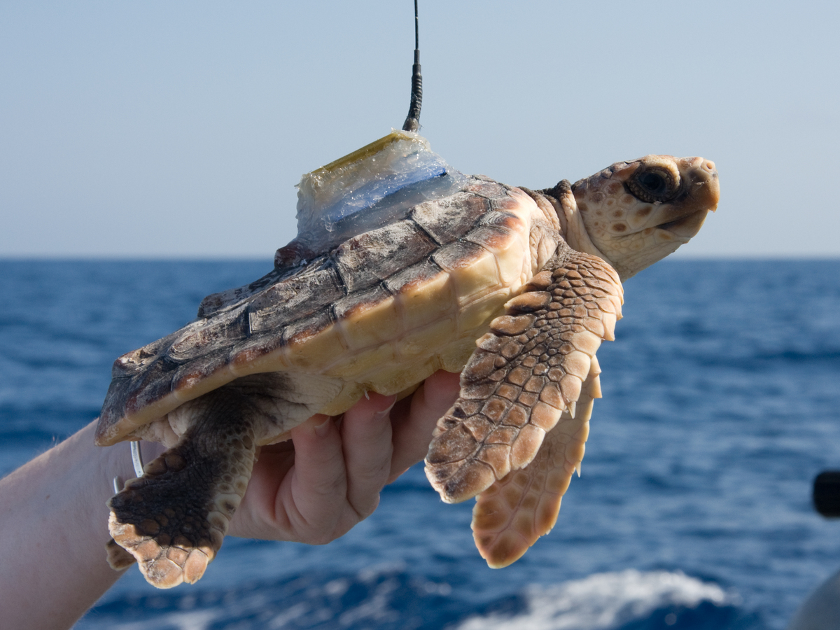 Photo: turtle with transmitter on its shell