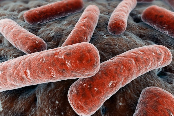 Photo: E. coli bacteria