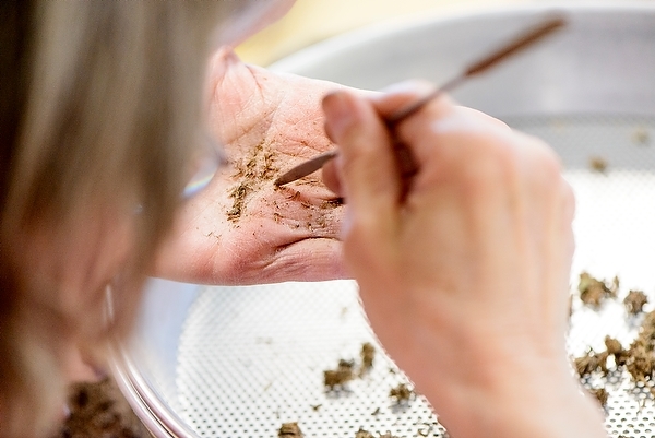 Sorting seeds