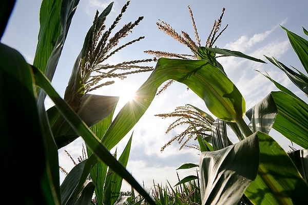 Corn field