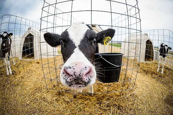 Photo: closeup of dairy cow