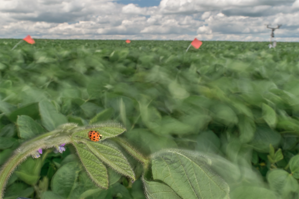 Photo: Asian lady beetle on soybean plant in field