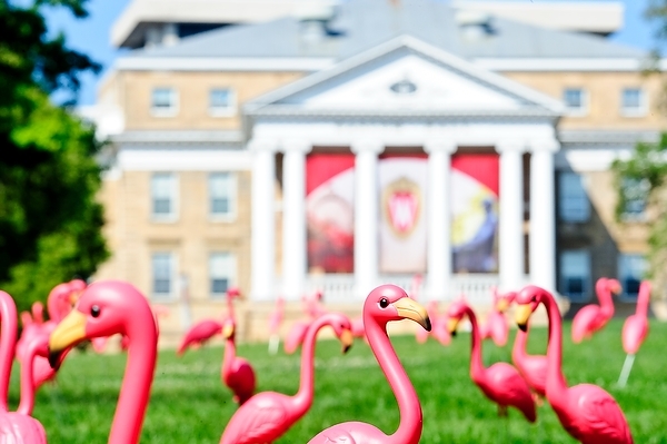 Photo: Pink flamingos