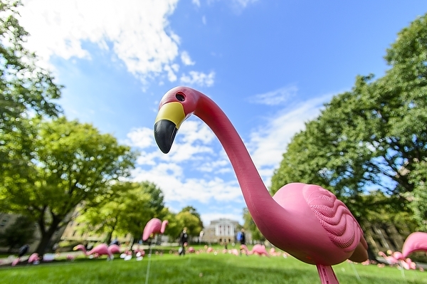 Photo: Fill the Hill pink flamingo