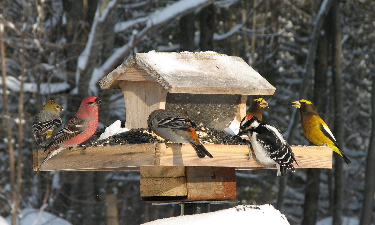 birds on bird feeder in snow