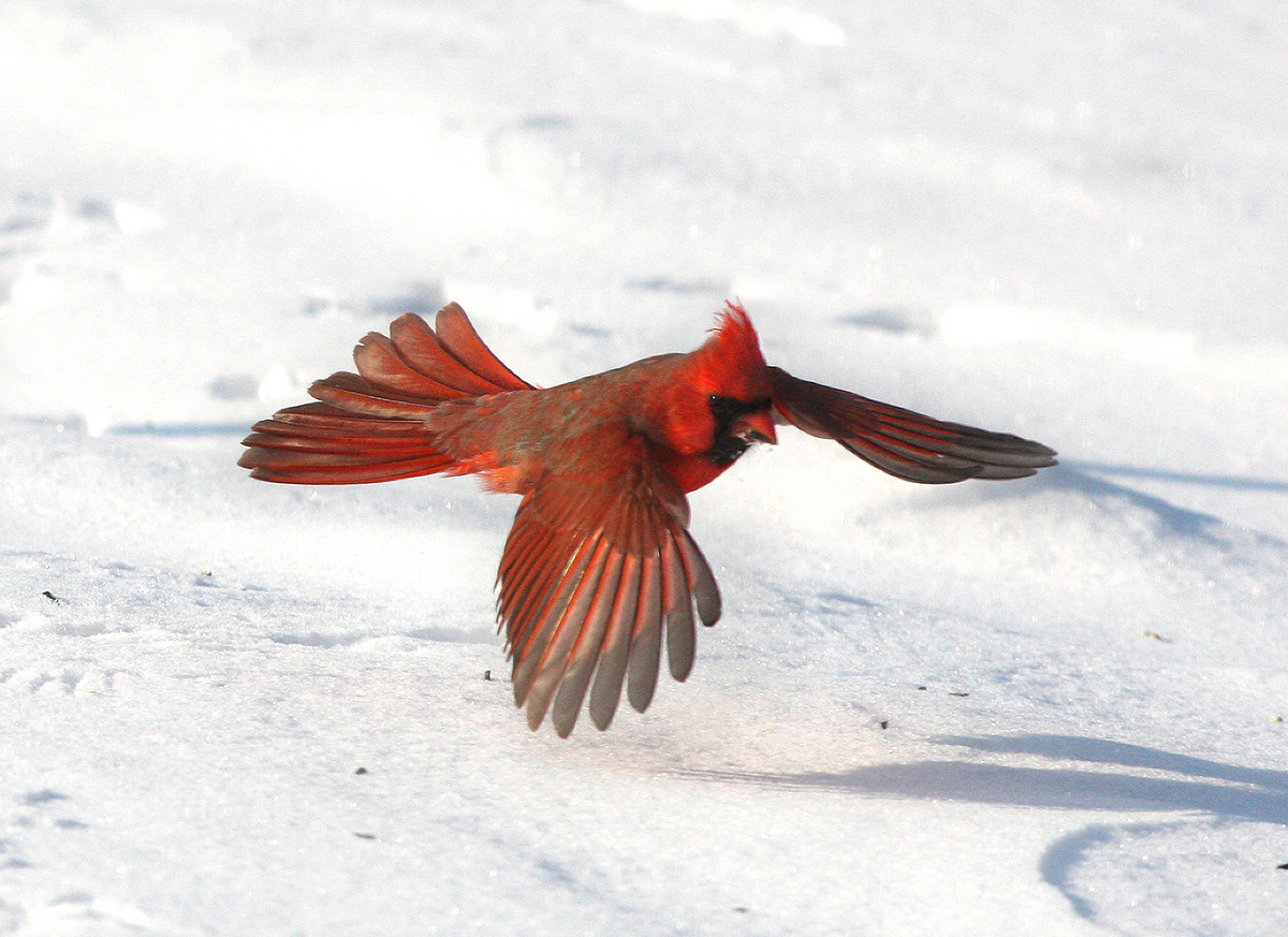 Photo: Northern cardinal
