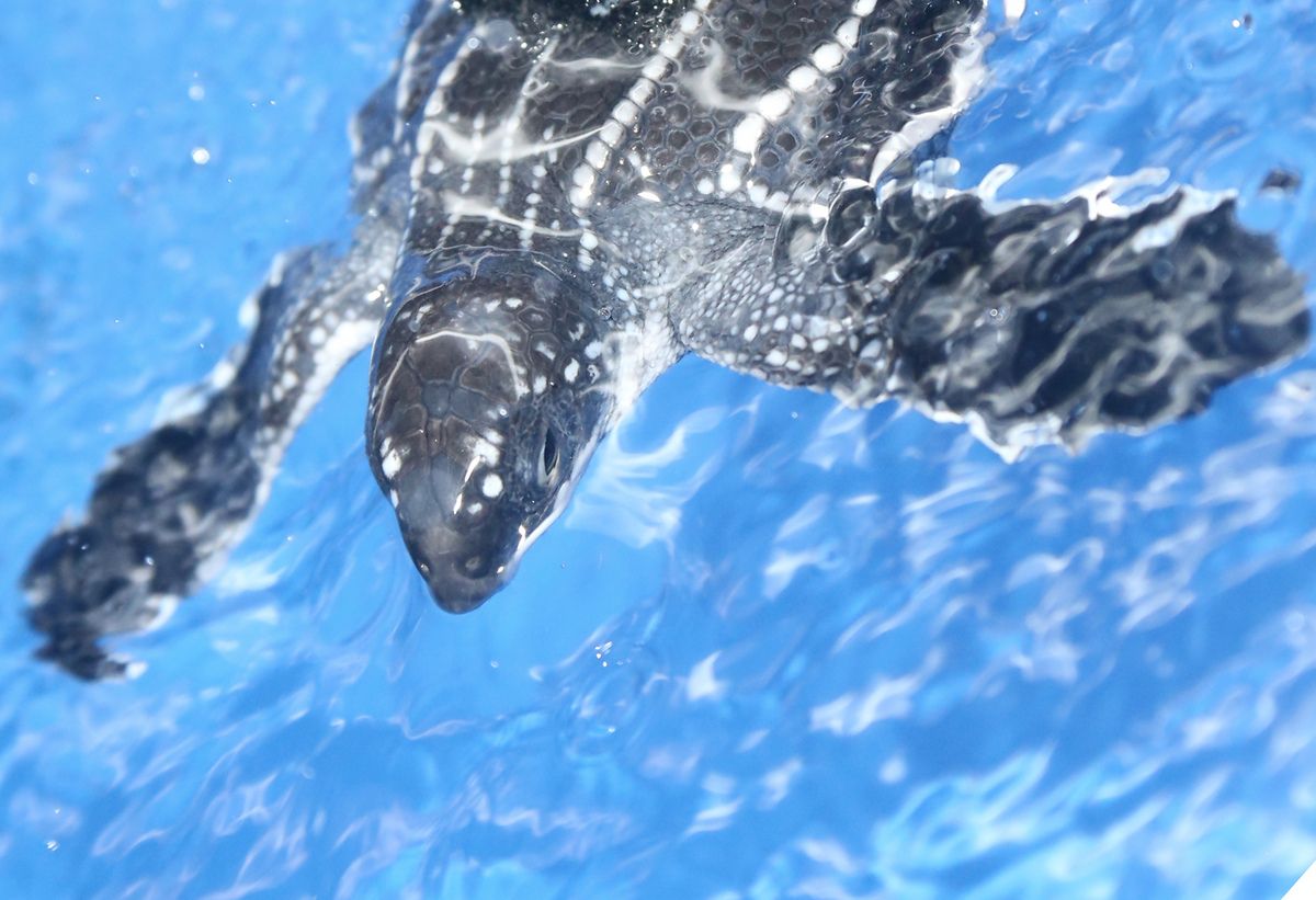 Photo: Swimming leatherback turtle