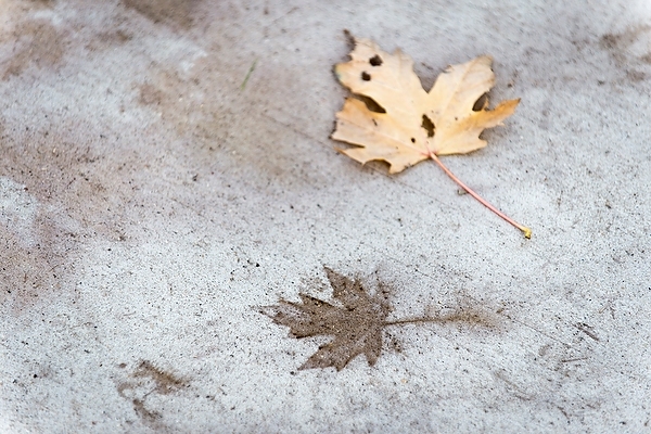 Photo: Tannin imprint