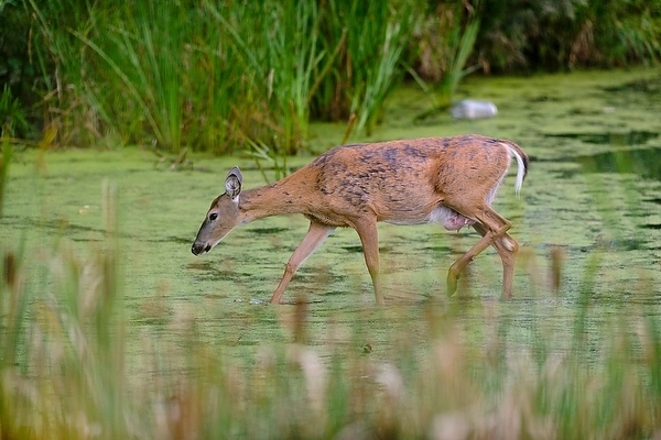 Photo: A deer wades into a stormwater detention pond at Curtis Prairie in the UW Arboretum.