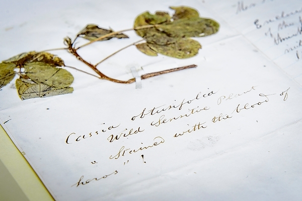 Photo: Plant specimen collected during Civil War battle