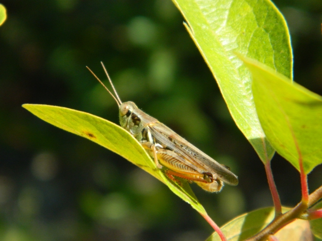 Photo: Melanoplus grasshopper 