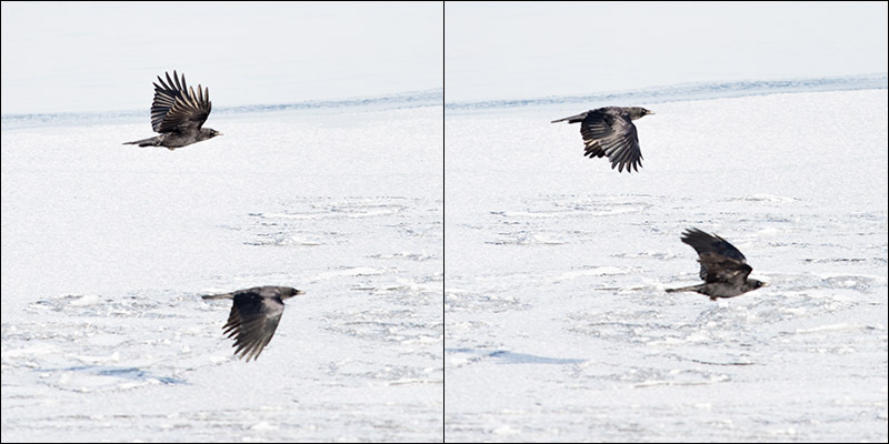 Photo: Pair of crows flying over frozen Lake Mendota