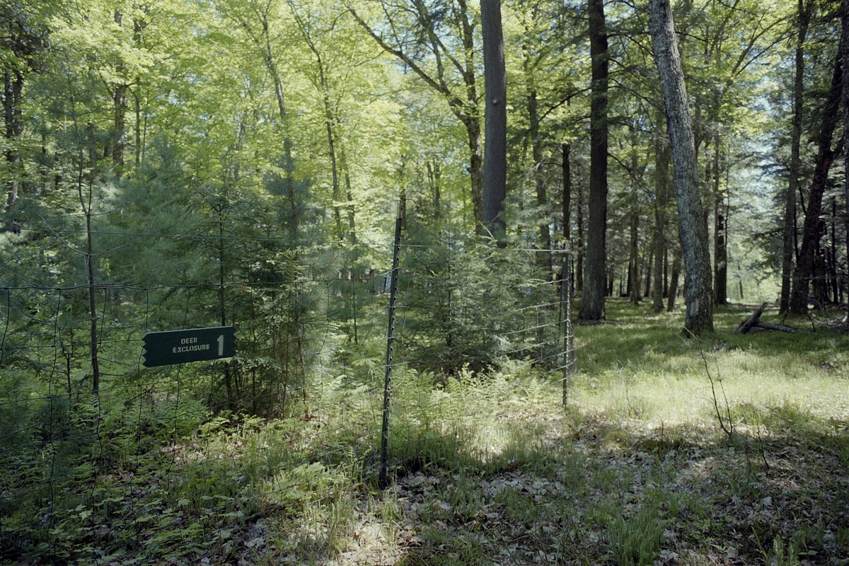 Photo: Trees growing inside exclosure protecting them from deer