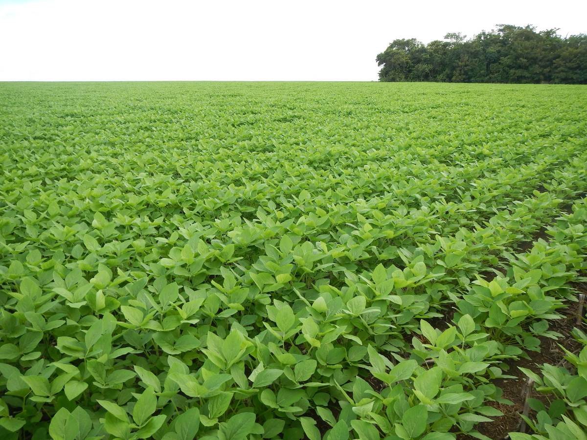 Photo: Soybeans grow near a forested area in the Brazilian state of Mato Grosso.