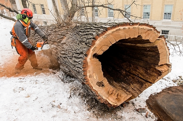 Photo: Worker sawing felled tree